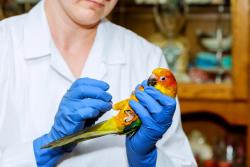 Performing a health exam on geriatric parrots
