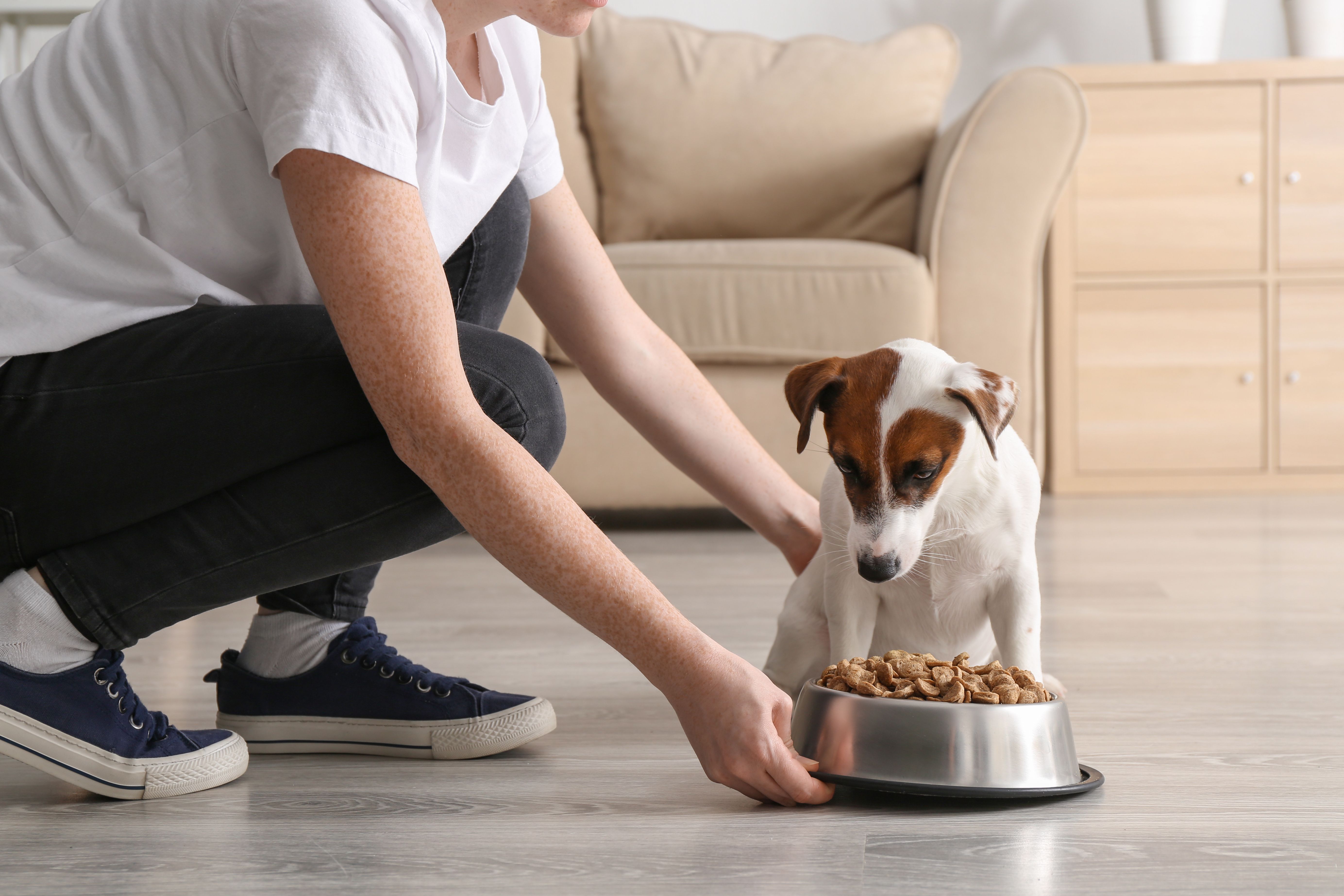 Useful pets. Кормление собак. Человек кормит собаку. Собаки для дома. Собака ест корм.