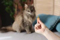 Support is not treatment: A shared language for the supplement conversation