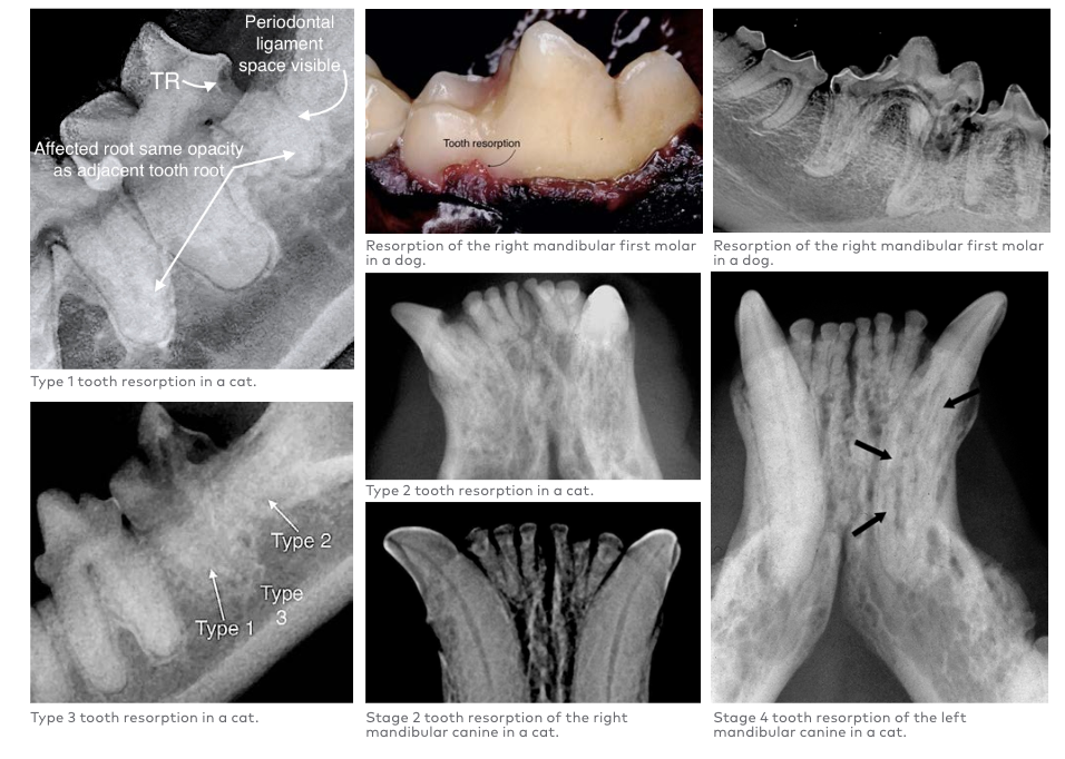 Classifying tooth resorption in cats and dogs