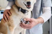 Study finds AI-enabled stethoscope falls short in diagnosing heart conditions in cats and dogs