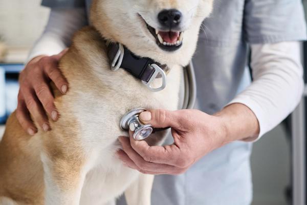 Study finds AI-enabled stethoscope falls short in diagnosing heart conditions in cats and dogs