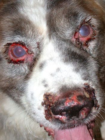 BlindAkita_350-744256-1384182070775.jpg