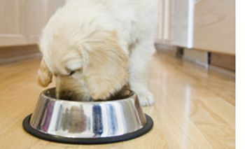 DVM_veterinarynews_petfoodrecall2_flash.s-int-551184-1384669092946.jpg