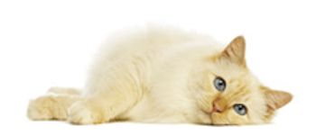 Veterinary_veterinary-cat-kitten-lay-163590184_220px.jpg