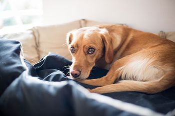 veterinary-dog-lying-down-pain-management-AdobeStock_219582928-450.jpg