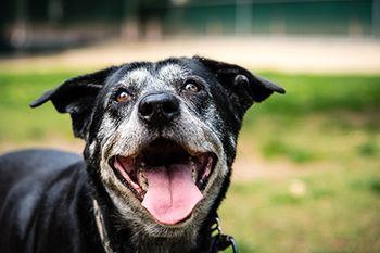 veterinary-happy-old-dog-AdobeStock_162311850_450.jpg