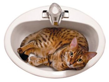 veterinary-Animals---Bengal-cat-in-the-sink_220px_90666083.jpg