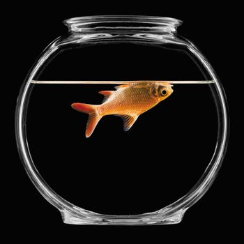 fishy_450.jpg