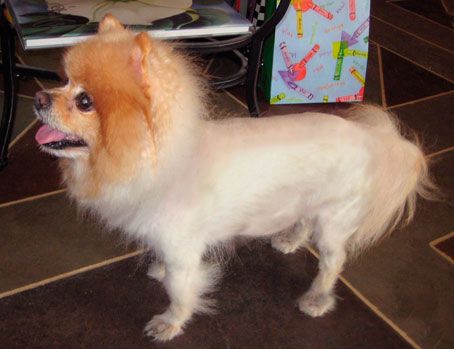 Image Quiz Polyuria In A Pomeranian With A History Of Hair Cycle Arrest Sponsored By Dechra