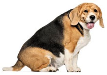 Veterinary_fatbeagle_body.jpg