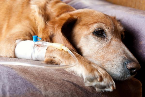 Q&A on venipuncture and IV catheter placement