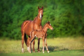 Mare and foal
