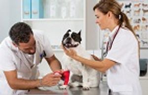 NY Vet: Skin Conditions That Can Signal an Emergency