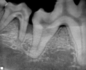 veterinary_bellows4E-821521-1404220860056.jpg