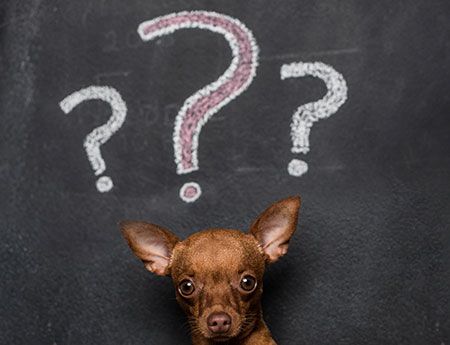 Cut down on veterinary client confusion