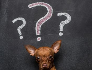 veterinary-dog-confused-chalkboard-AdobeStock_159777774-450.jpg