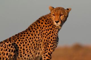 Veterinarian with a love for wildlife photography