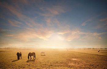 veterinary_drought_horse_125143701-821121-1404219700126.jpg