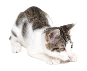 veterinary-cat-pounce-450px-321414731.jpg