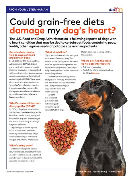 grain free dog food and cardiomyopathy