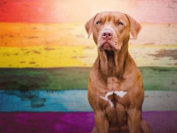 Pride dog