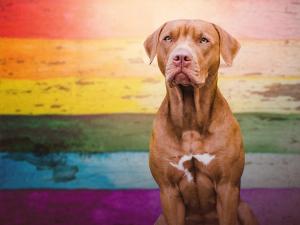 Pride dog