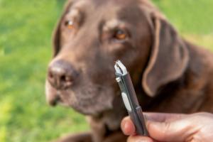 The quest for a tick-free summer