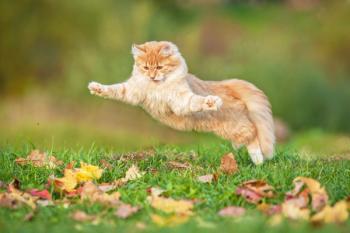 Leaping cat
