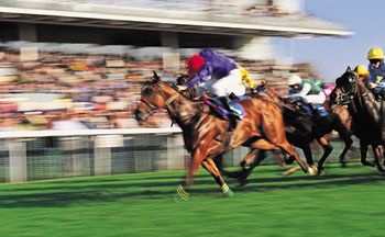 veterinary_horse_race_460.jpg