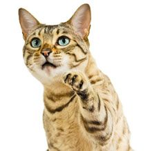 catpaw_220.jpg