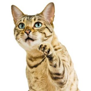 catpaw_220.jpg