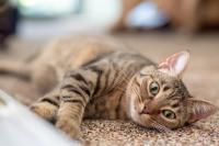 Tabby cat