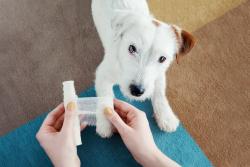4 pet first aid tips for pet parents