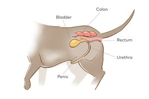veterinary-pinch-and-flush-diagram-1-450.jpg
