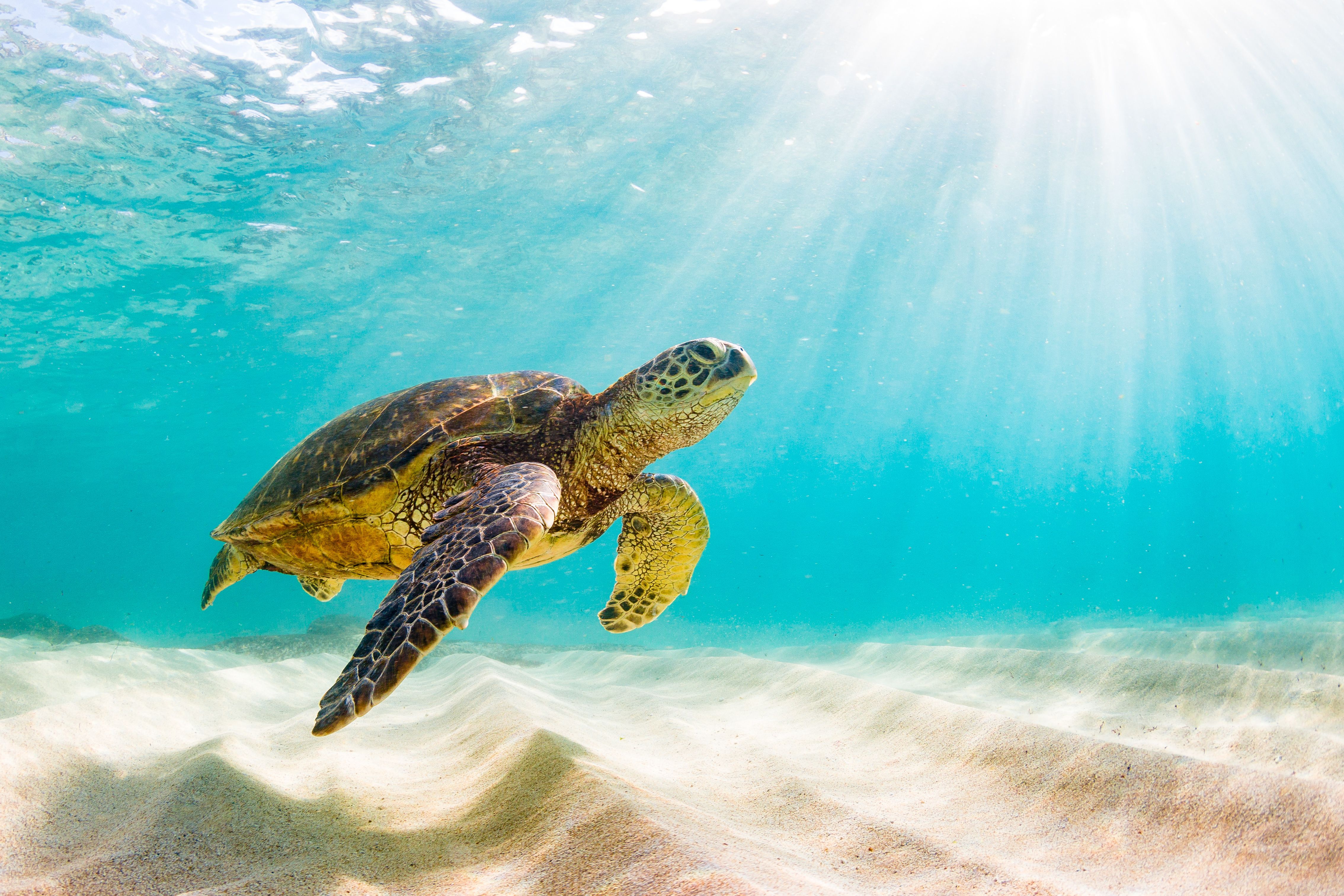 Patterson Veterinary celebrates World Sea Turtle Day 2022