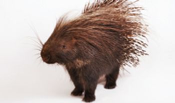 veterinary_200456238-001-cape-porcupine-against-white-background-gettyimages-804842-1382874846426.jpg