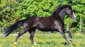 Horse soring regulations