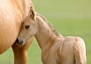 veterinary-horse-colt-AdobeStock_29334906-450.jpg