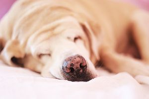 veterinary-obese-labrador-retriever-dog-AdobeStock_250204865-450.jpg