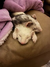 In-home euthanasia for exotic pets