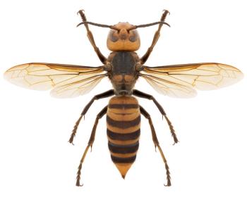 Photo: Reinier Blok/Wirestock Creators