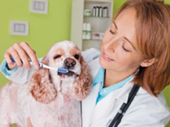 veterinary_dog_teeth_dental-709363-1384191418278.jpg