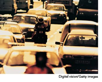 veterinary_traffic_jam_wd-622144-1384497883927.jpg
