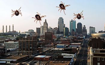 ticks450.jpg