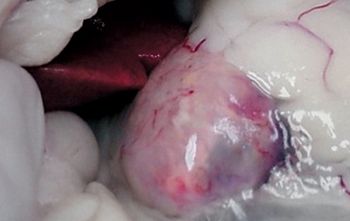 veterinary_Bisignano2_fig1-763338-1384166798505.jpg