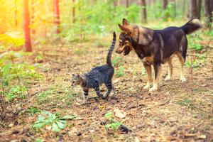 dog and cat in woods