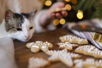 Holiday hazards for pets: Common toxic ingestions and foreign-body risks veterinarians should flag