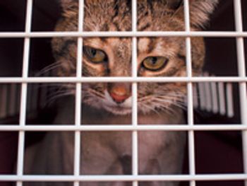 veterinary_vm1012_147541273-808875-1382866161751.jpg