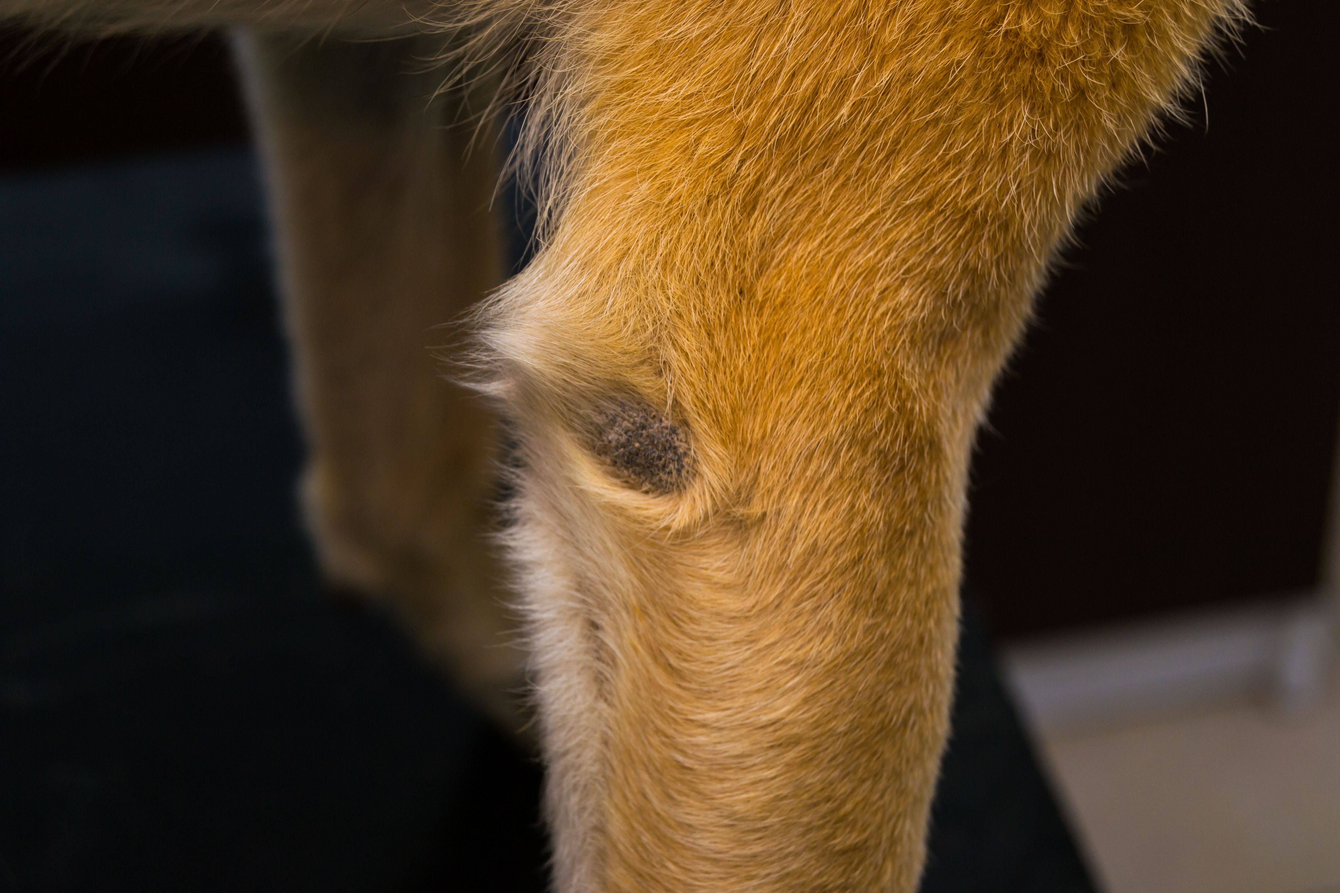 Optimizing canine health with pyoderma treatment